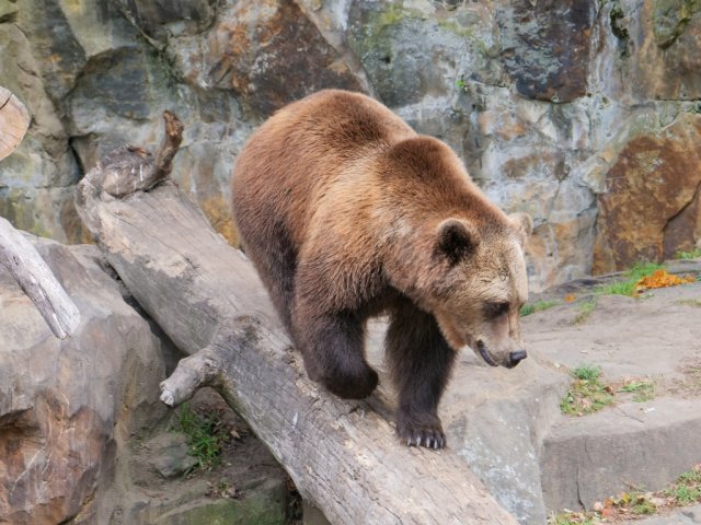 berlinzoo14